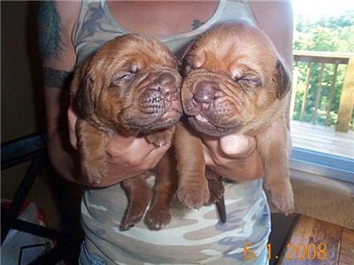 DogueDeBordeaux